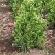 Thuja Can-can 100-120 cm B
